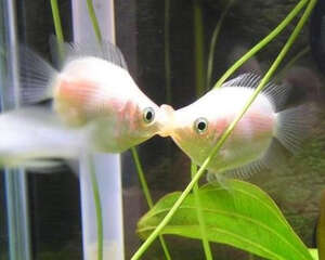 接吻鱼的饲养环境