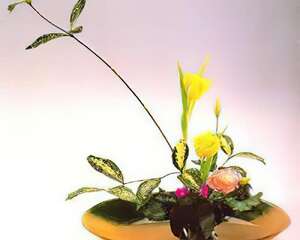 星點木之美（图）