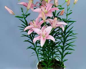 花盆栽培百合生产技术（图）