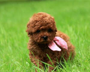 喂小狗营养膏的注意事项