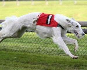 狗狗腿瘸了的应对措施都有哪些?