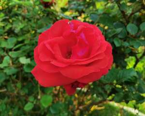 月季修剪时间和方法（季节和地域）