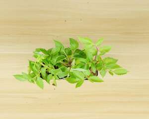 小丽花有什么样的作用