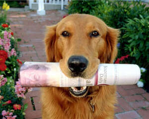 如何给宠物清耳上药