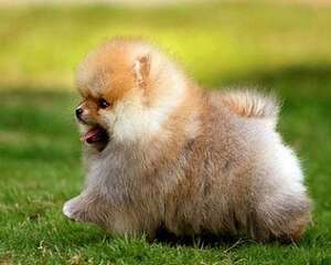 博美犬为什么晚上一直在叫唤？