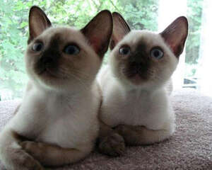 猫肥大细胞瘤的发病原因有哪些