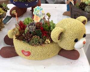 五月多肉养护提前知