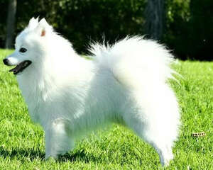 教育狗狗要从小做起