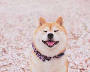 柴犬性格特点都有哪些？柴犬性格介绍