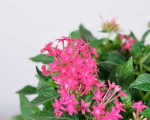五星花什么时候开花