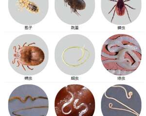 选对驱虫药，猫身上的寄生虫驱的干净又彻底