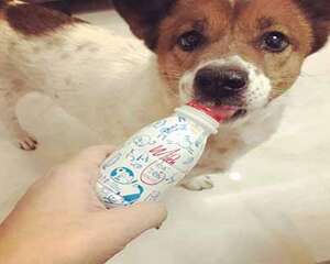 狗狗喝酸奶，狗狗喝酸奶会有什么后果？
