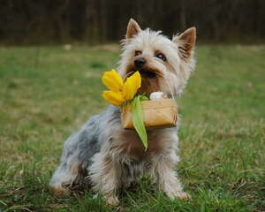 丝毛梗的护理知识