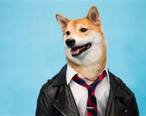 小狗衣服的穿着讲究