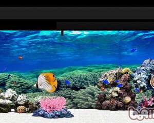 水族箱景观如何设置