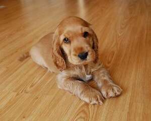 可卡犬多少钱一只？看过你就知道了！