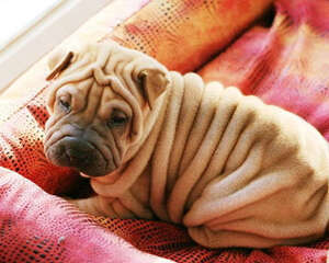 狗狗需要一个良好的睡眠环境