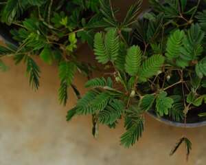 含羞草为什么冬天不怕羞