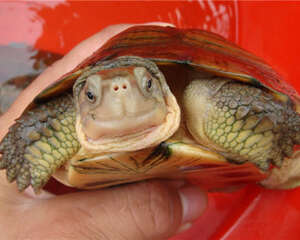 怎样选择水龟的食物和住所