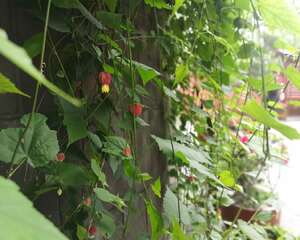 蔓性风铃花叶子发蔫怎么办