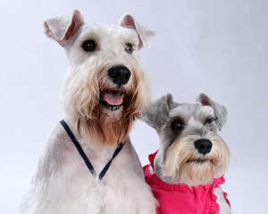 养两只狗狗的优缺点分析