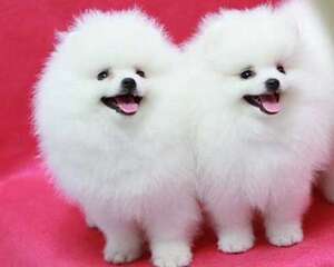 博美犬市场行情？一只多少钱？