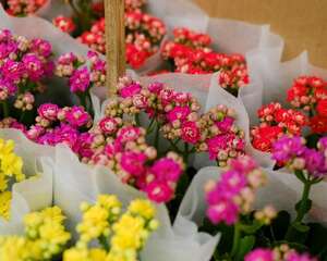 如何让长寿花多开花，长大长壮？