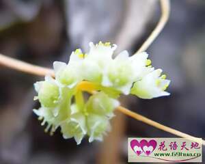 菟丝花的花语：战胜困难