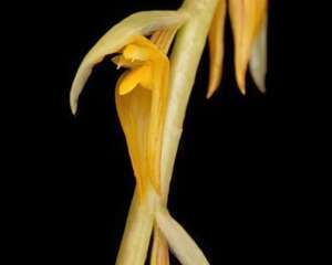 钩梗石豆兰图片