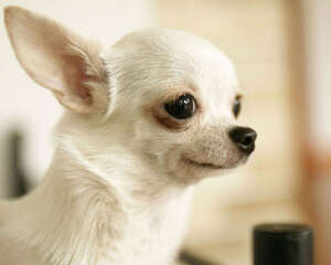 吉娃娃的喂食注意事项