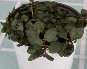 薄荷苗怎么移植