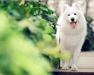 狗狗出生后为什么要打三次疫苗