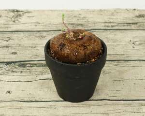 山乌龟的种植方法