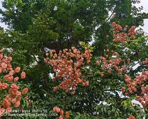 栾树的养殖方法