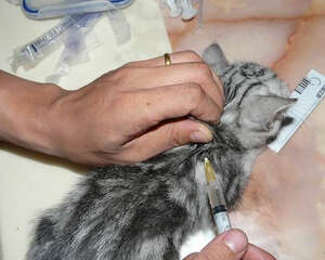 提前或延后为猫咪注射疫苗影响大吗