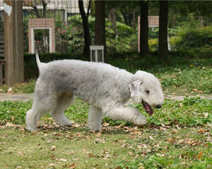 宠物狗春季驱虫最重要