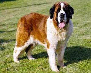 大型犬排名 世界五大大型犬你见过那种？