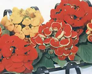 蒲包花开催春早(图)