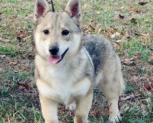 狗狗吃肉干的利与弊