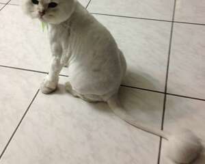 猫咪剃毛后的善后