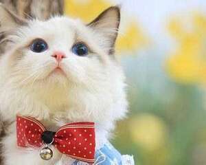 踩到猫怎么办？不小心踩到猫