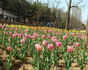 郁金香如何养护，郁金香养殖方法与技巧