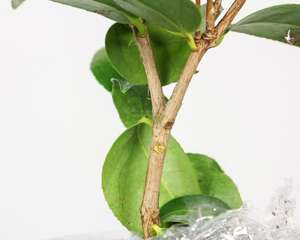 茶花换盆后掉叶子的原因