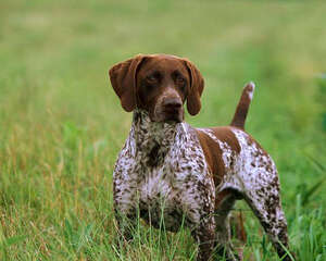 狗狗睡眠有什么特点