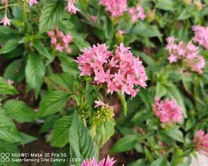 五星花的种植方法