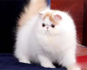 波斯猫怎么样?波斯猫性格特点解析