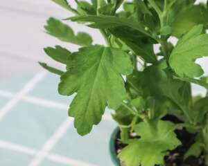 盆栽菊花的养殖方法