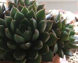 小和锦(EcheveriaPurpusorumcv)图片