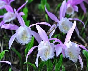 独蒜兰（一叶兰）的介绍与养护要点