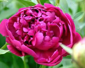 中国传统名花–芍药